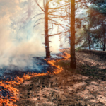 A fire line is seen during a woodland prescribed fire.