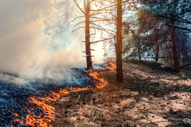 A distinct prescribed fire line runs through the middle of woodland, with heavy smoke behind the leading edge of the fire.
